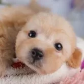 トイプードル(トイ)