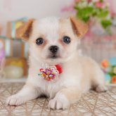 チワワ(ロング)