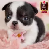 チワワ(ロング)