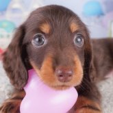 カニンヘンダックスフンド(ロング)