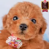 トイプードル(トイ)