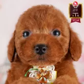 トイプードル(トイ)