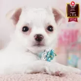 チワワ(ロング)
