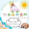 カニンヘンダックスフンド(ロング)【東京都・男の子・2025年6月29日・ブラック&タン】の写真2「8/31(日)までの夏休み限定キャンペーン🌟見学だけでも駐車料金をご負担させていただきます🎵」