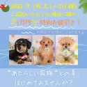 トイプードル(トイ)【東京都・男の子・2025年4月14日・レッド】の写真2「夏休みシーズンはワンちゃんの成長を見守りながら絆を育む絶好の季節です🍉お問合せお待ちしております♪」