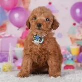 トイプードル(トイ)【東京都・女の子・2025年10月9日・レッド】の写真3「🏥全頭獣医師による健康診断をしています！お迎え時に健康診断書をお渡しします」