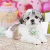 ミックス(マルチーズ×シーズー)【東京都・女の子・2025年10月22日・ゴールド&ホワイト】の写真3「🏥全頭獣医師による健康診断をしています！お迎え時に健康診断書をお渡しします」