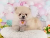 ポメラニアン【東京都・男の子・2024年11月26日・クリーム】の写真4「先住犬ちゃんはお家でお留守番していてね🌈」