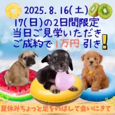 マルマルプー(マルチーズ×マルプー)【東京都・女の子・2025年6月23日・ホワイト】の写真6「この機会にご家族の皆様で是非ご見学にお越しください🌸✨」