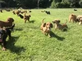 マルチーズ【東京都・男の子・2025年5月23日・ホワイト】の写真12「本犬舎の運動場では両親犬ちゃんが元気いっぱいに遊んでおります🎵」
