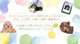 トイプードル(トイ)【東京都・男の子・2025年5月22日・レッド】の写真10「オンライン見学も承っております✨生後57日未満のワンちゃんもご案内可能です✨」