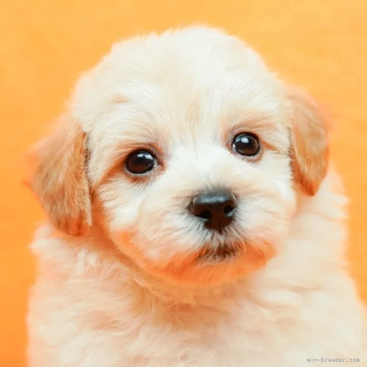 ID:2301-04876の子犬