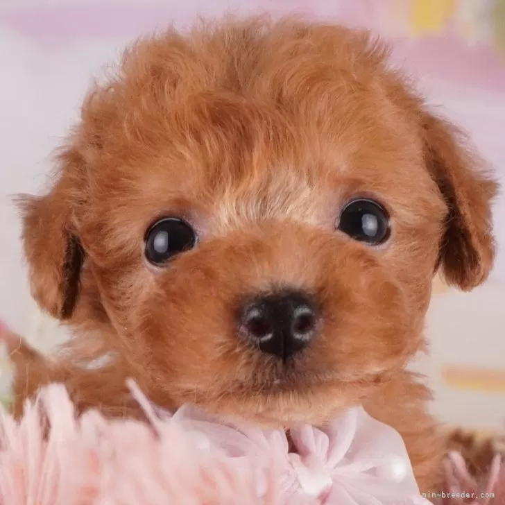 ID：2410-06210の子犬