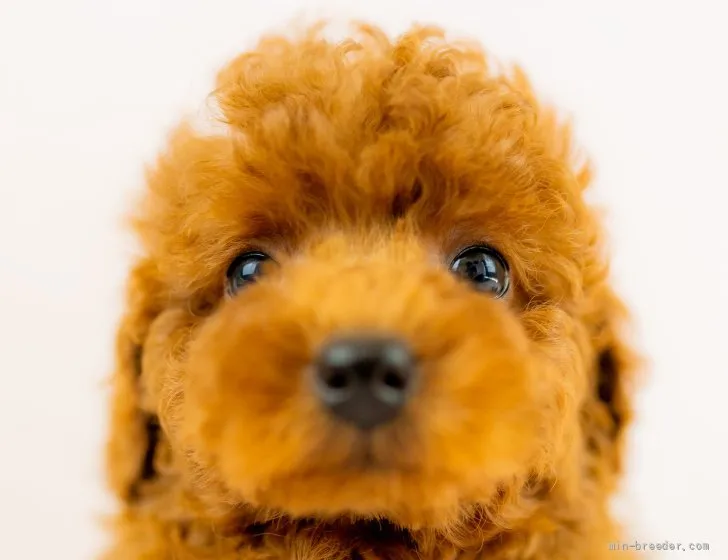 ID:2111-00696の子犬