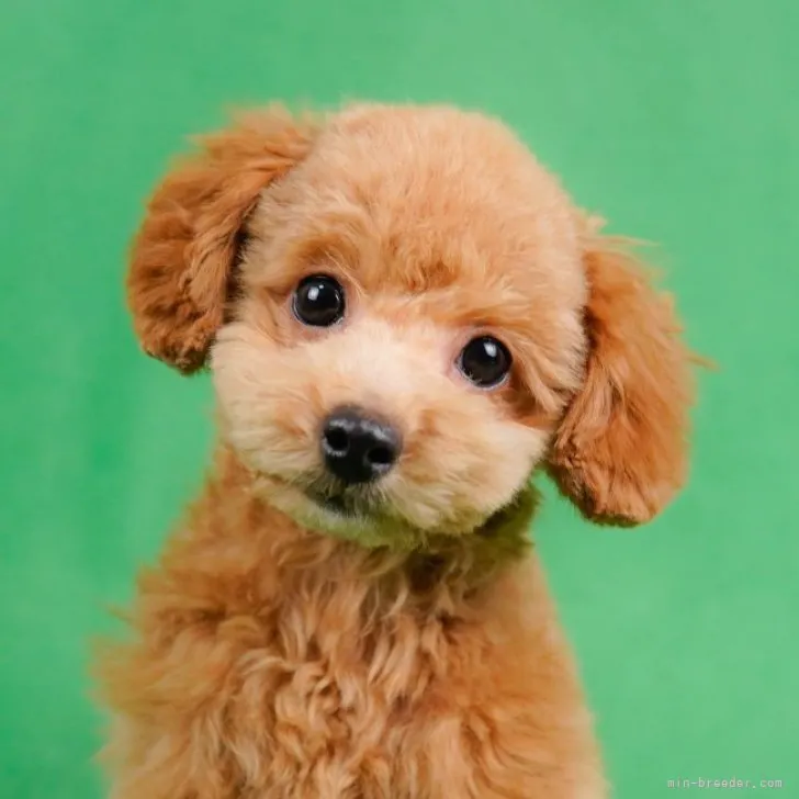 ID：2212-01205の子犬