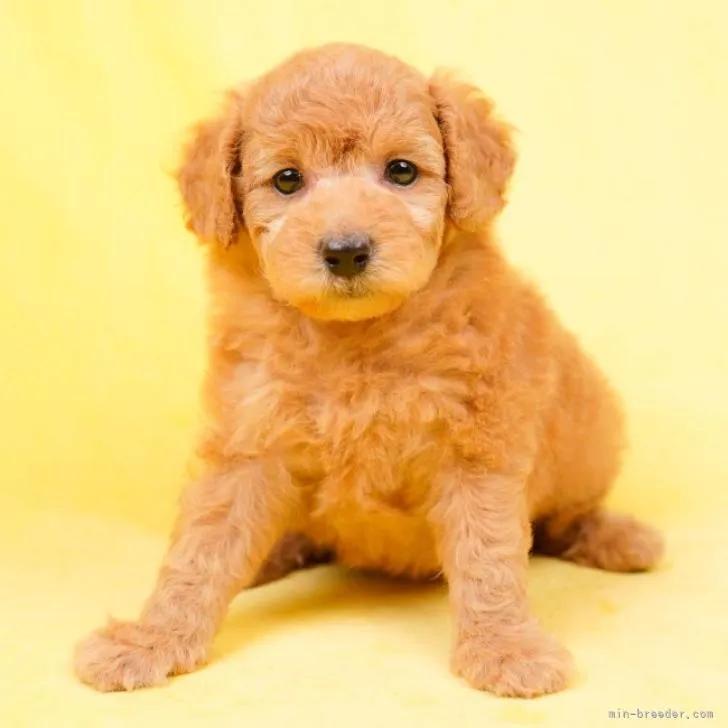 ID：2212-01206の子犬