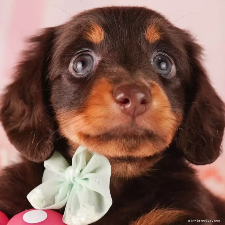 ID：2409-00652の子犬