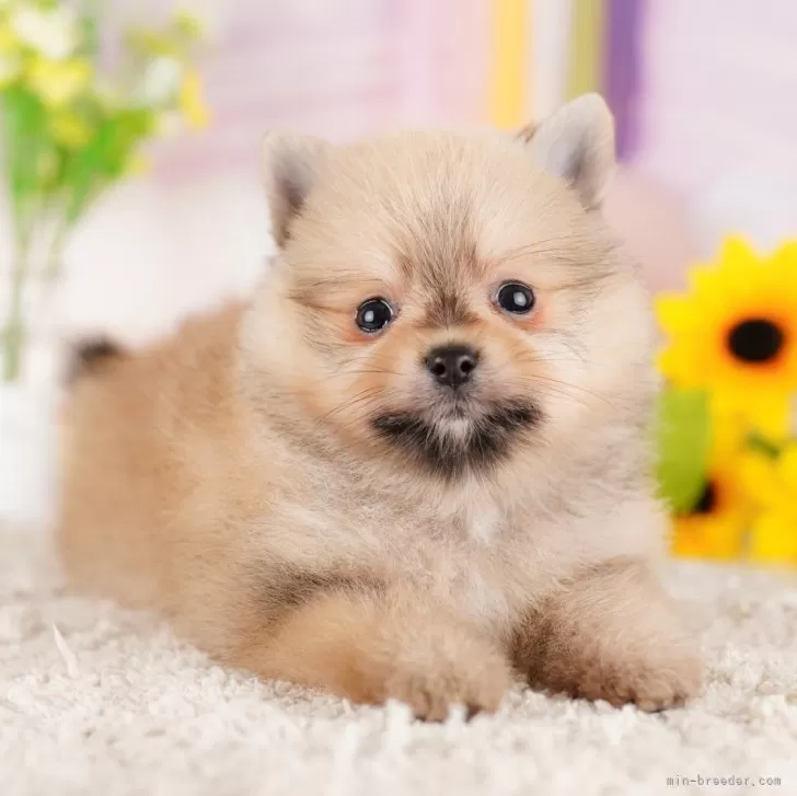 ID：2401-05190の子犬