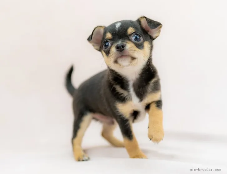 ID:2111-00689の子犬
