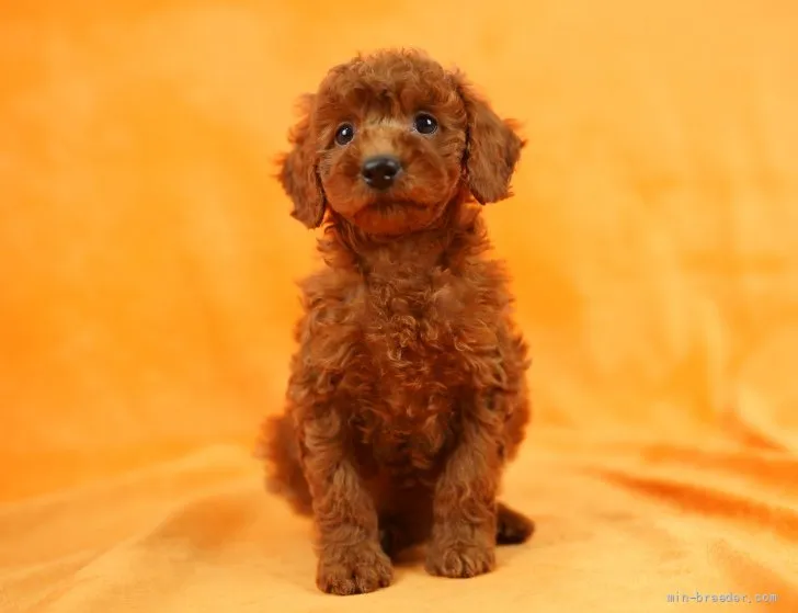 ID：2201-00877の子犬