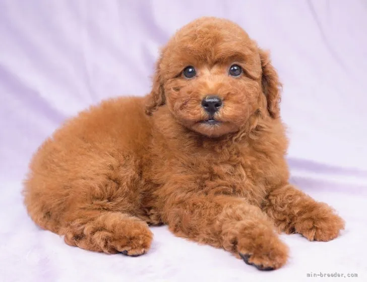 ID:2204-03862の子犬