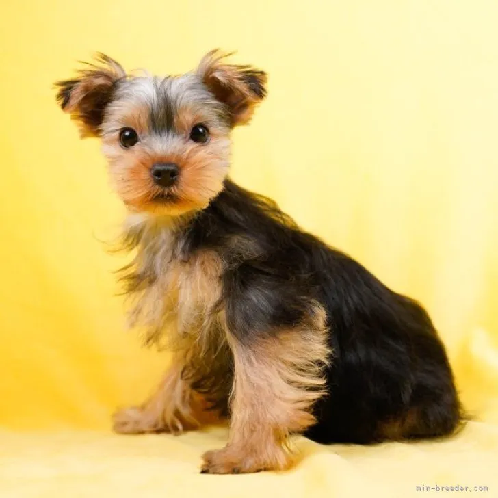 ID：2302-03897の子犬