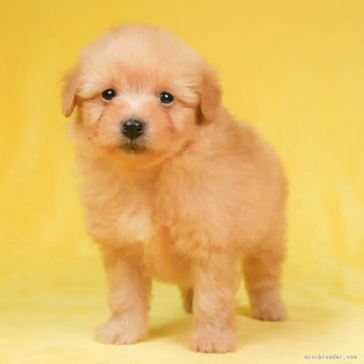 ID:2211-01394の子犬