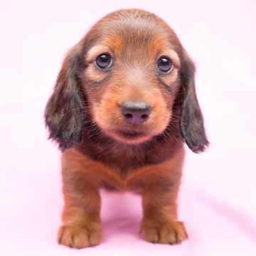 カニンヘンダックスフンド(ロング)【東京都・女の子・2022年4月19日・シェーデッドレッド】の写真「まんまるお顔の女の子♡」