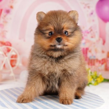 ポメラニアン【東京都・女の子・2024年2月2日・オレンジセーブル】の写真「総額表示！きゅるりんおめめがチャームポイント💕」