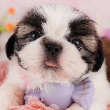 シーズー【東京都・男の子・2024年8月20日・ゴールド&ホワイト】の写真「総額表示！大きいお目目がチャームポイント💕」