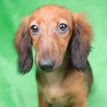 カニンヘンダックスフンド(ロング)【東京都・女の子・2022年3月30日・シェーデッドレッド】の写真「元気いっぱい！懐っこい子です♡」