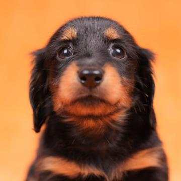 カニンヘンダックスフンド(ロング)【東京都・女の子・2022年9月4日・ブラックタン】の写真「凛々しい眉毛がとっても愛おしい♡」