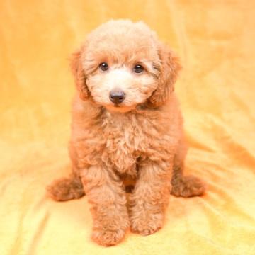トイプードル(トイ)【東京都・女の子・2022年4月19日・アプリコット】の写真「可愛いでべそちゃんです♡」