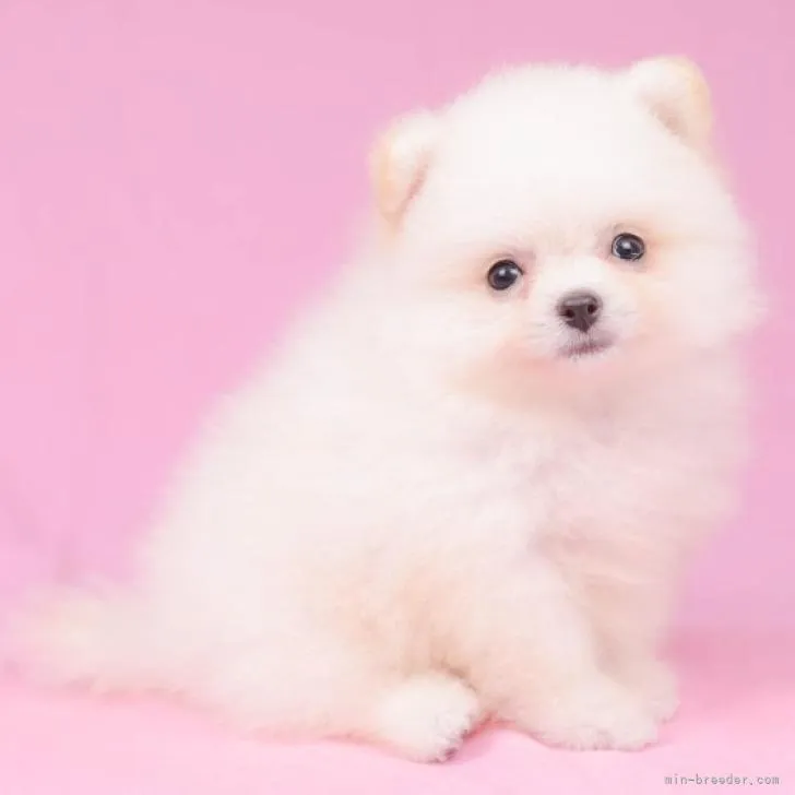 ID:2209-04703の子犬