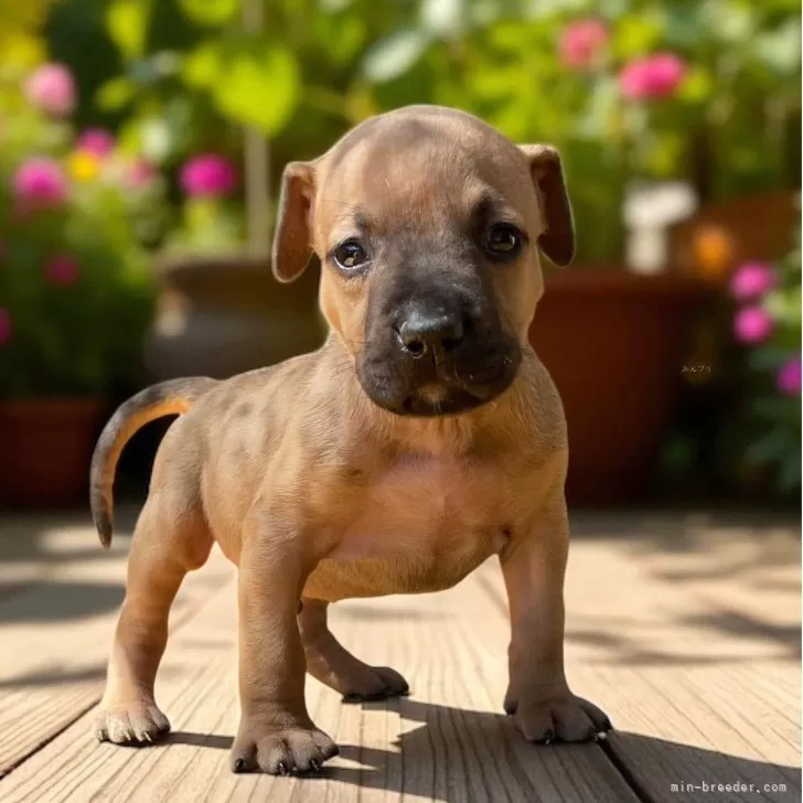 S.M 様のお迎えした子犬