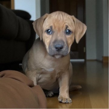 アメリカンピットブルテリア【群馬県・女の子・2025年9月16日・レッドオレンジ】の写真「忠実で愛情深い女の子」