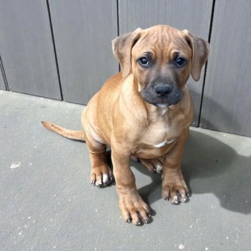 アメリカンピットブルテリア【群馬県・男の子・2025年9月16日・レッド】の写真「パワフルな男の子　優良血統」