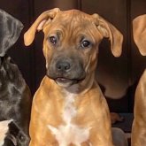 アメリカンピットブルテリア