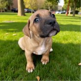 アメリカンピットブルテリア