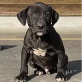 アメリカンピットブルテリア