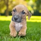 アメリカンピットブルテリア