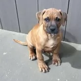 アメリカンピットブルテリア