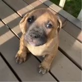 アメリカンピットブルテリア