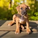 アメリカンピットブルテリア