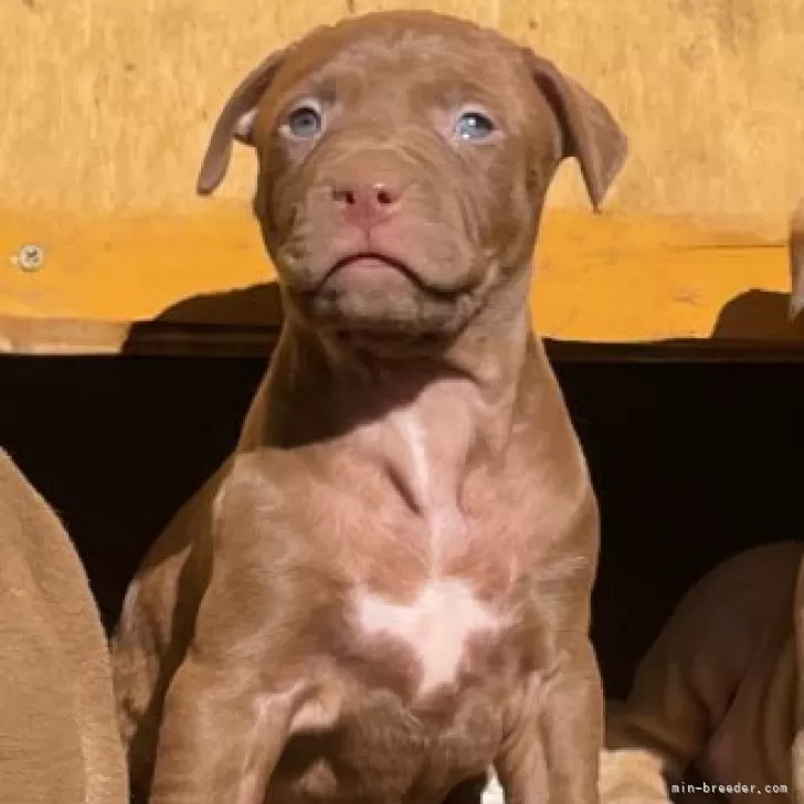 ID:2312-01887の子犬