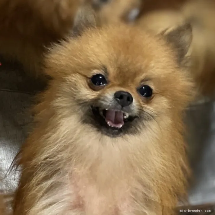 ID:2305-03529の子犬
