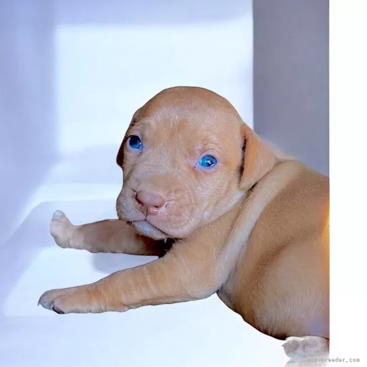 ID:2410-05276の子犬