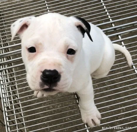 ID:2105-00107の子犬