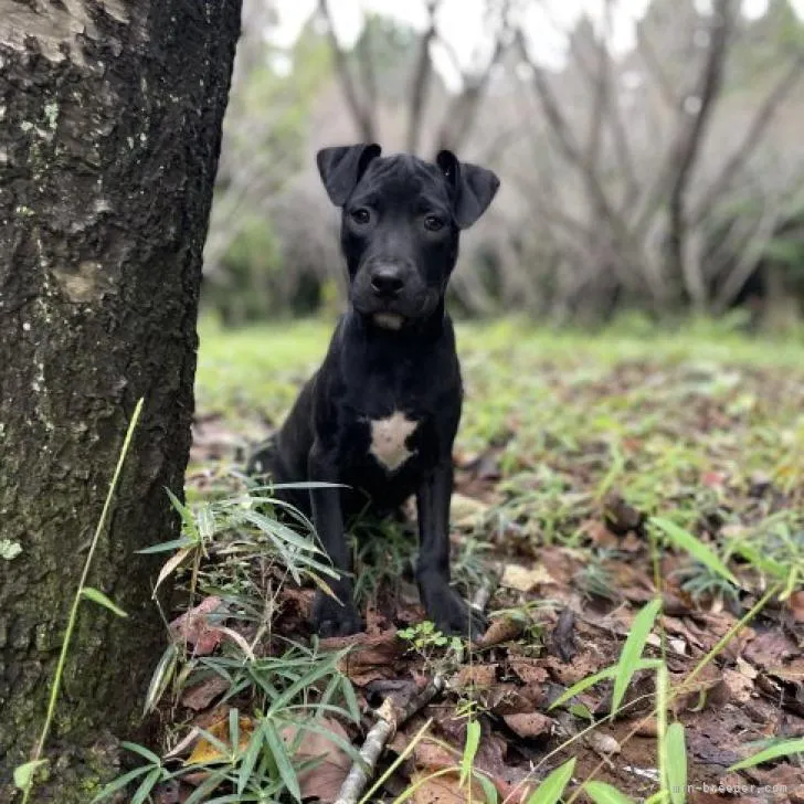 ID:2210-01271の子犬
