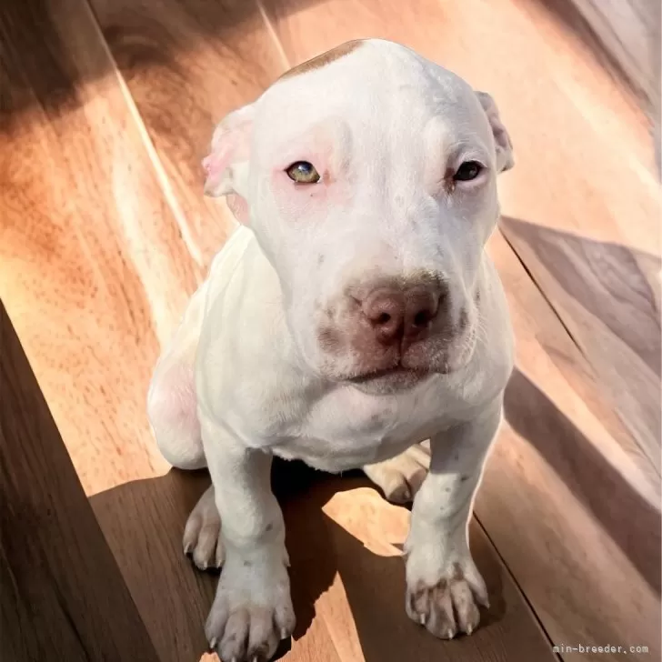 ID:2310-06407の子犬